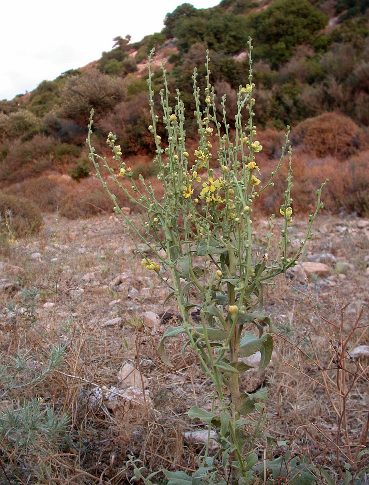 Image of Verbascum gaillardotii specimen.