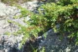 Juniperus sibirica. Ветвь. Приморье, Сихотэ-Алинь, долина р. Серебрянки. 11.08.2012.