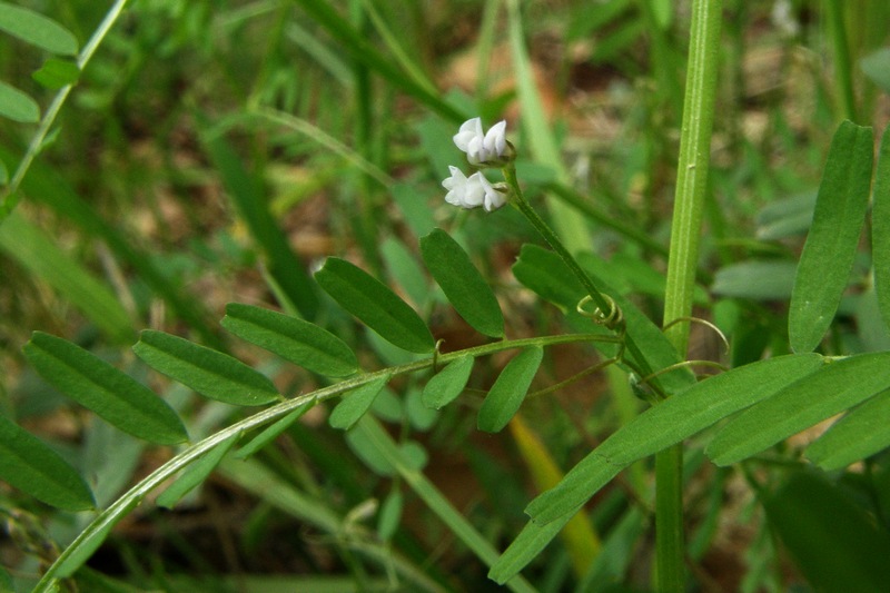 Image of Vicia hirsuta specimen.