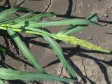 Echinochloa crus-galli. Верхушка побега с молодым соцветием. Украина, Запорожская обл., Запорожский р-н, на поле подсолнечника. 13.07.2011.