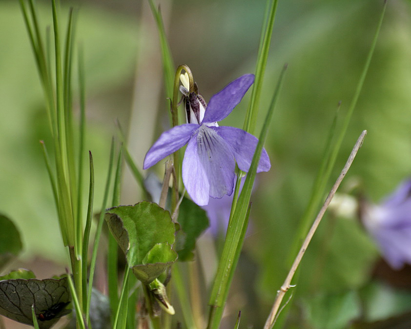 Image of Viola kusanoana specimen.