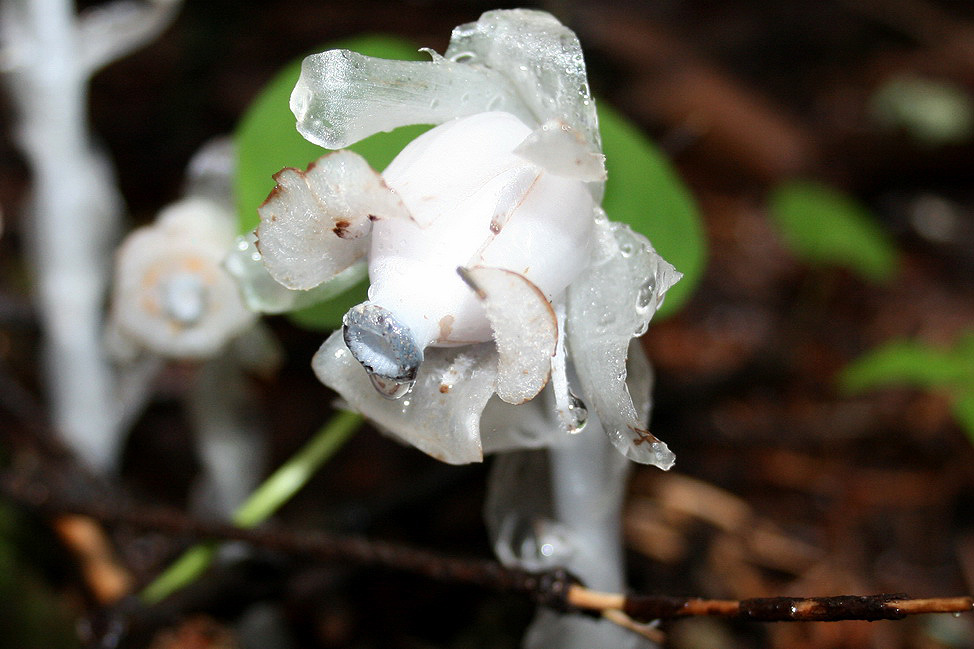 Image of Monotropastrum humile specimen.