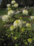 Fothergilla major