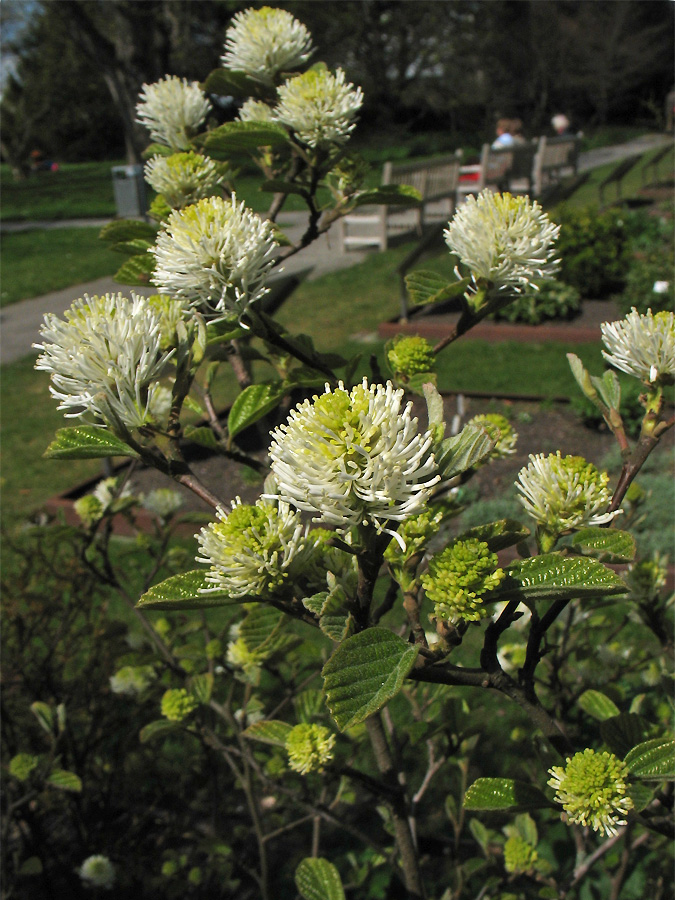 Image of Fothergilla major specimen.