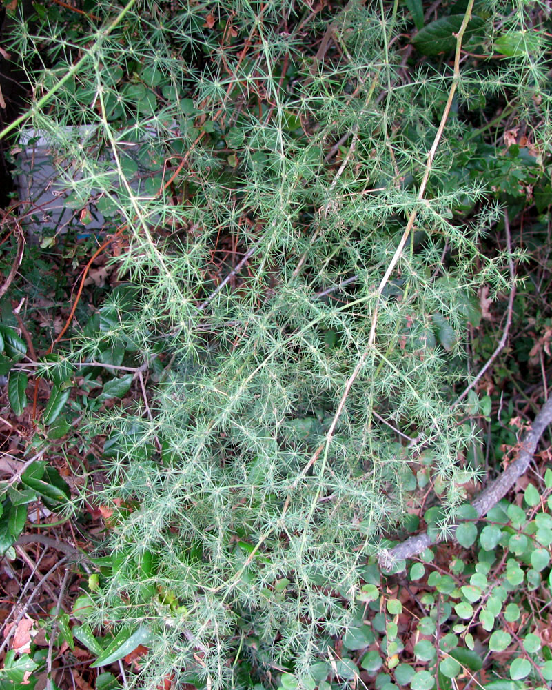 Изображение особи Asparagus acutifolius.