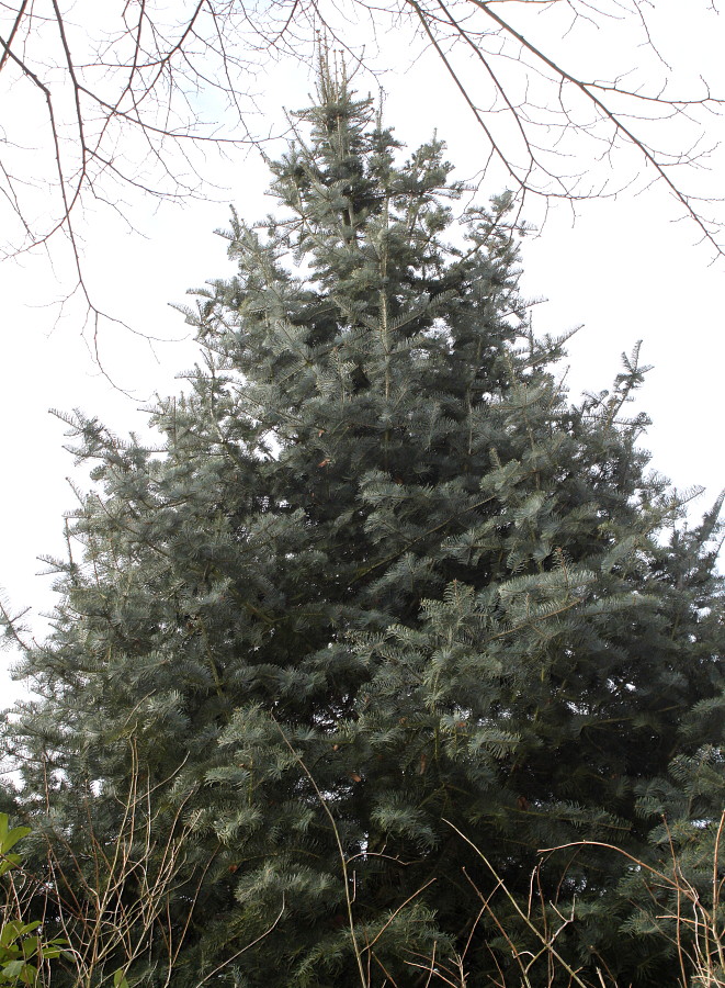 Image of Abies concolor specimen.