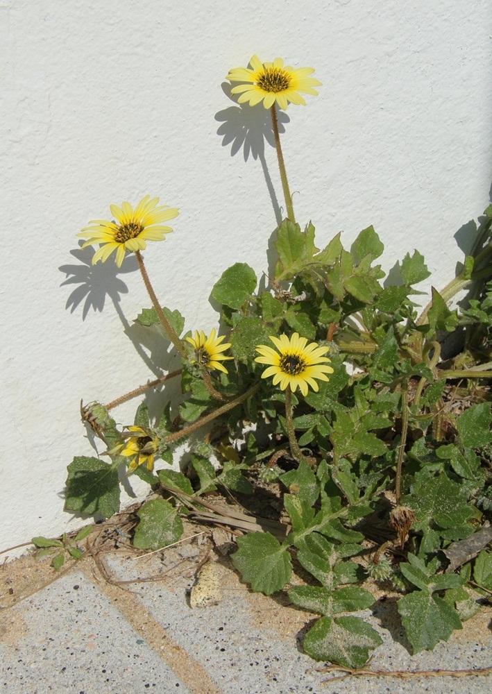 Image of Arctotheca calendula specimen.