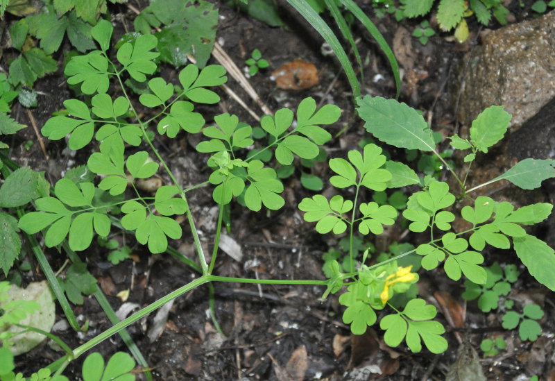 Изображение особи Corydalis ochotensis.