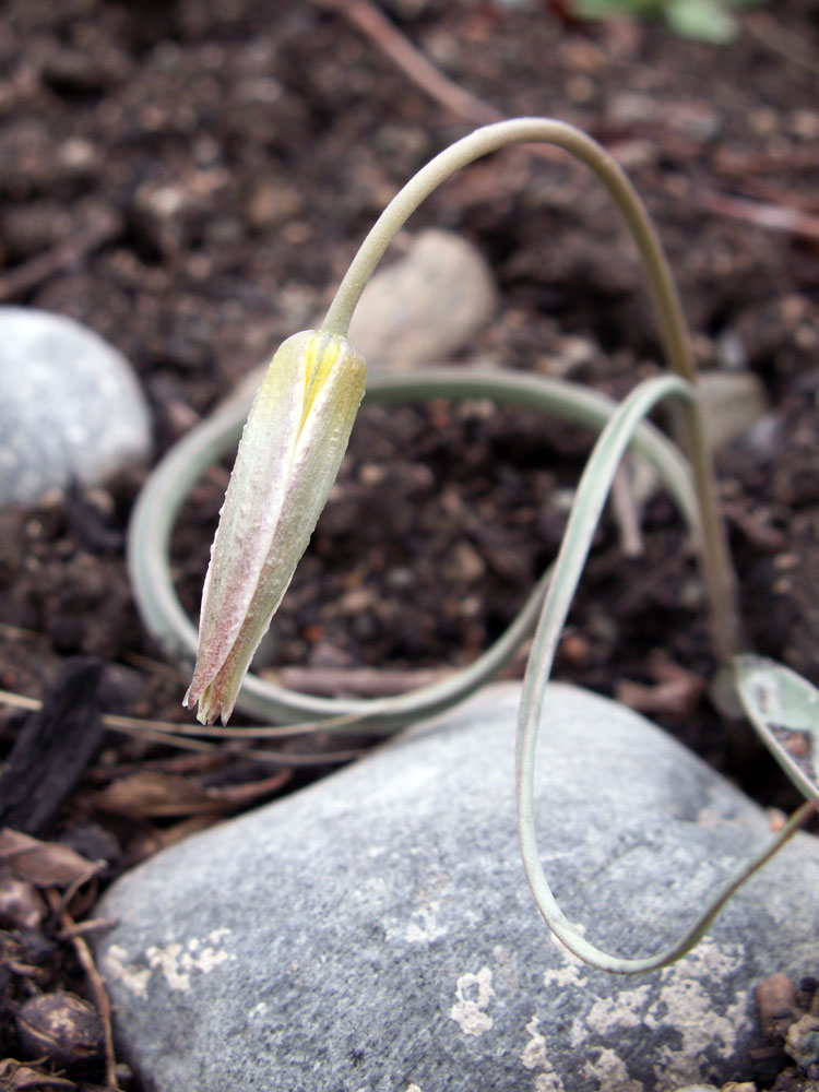Image of Tulipa binutans specimen.