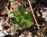 Hylotelephium triphyllum. Верхушка вегетирующего растения. Украина, г. Запорожье, возле оз. Кушугум, под деревьями. 20.04.2013.