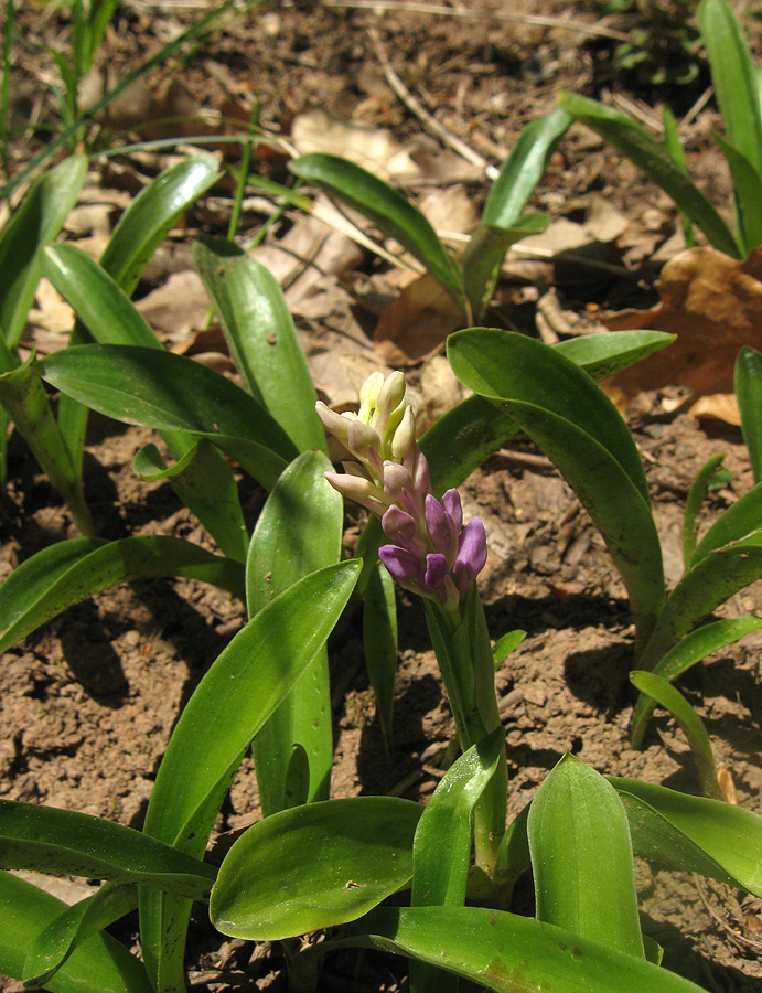 Image of Orchis mascula specimen.