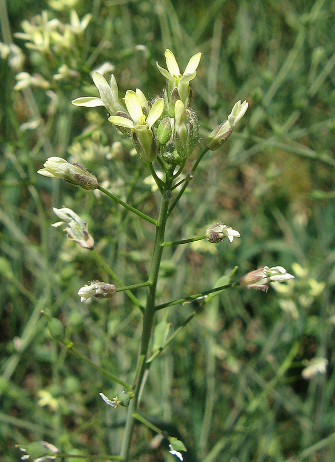 Image of Camelina rumelica specimen.