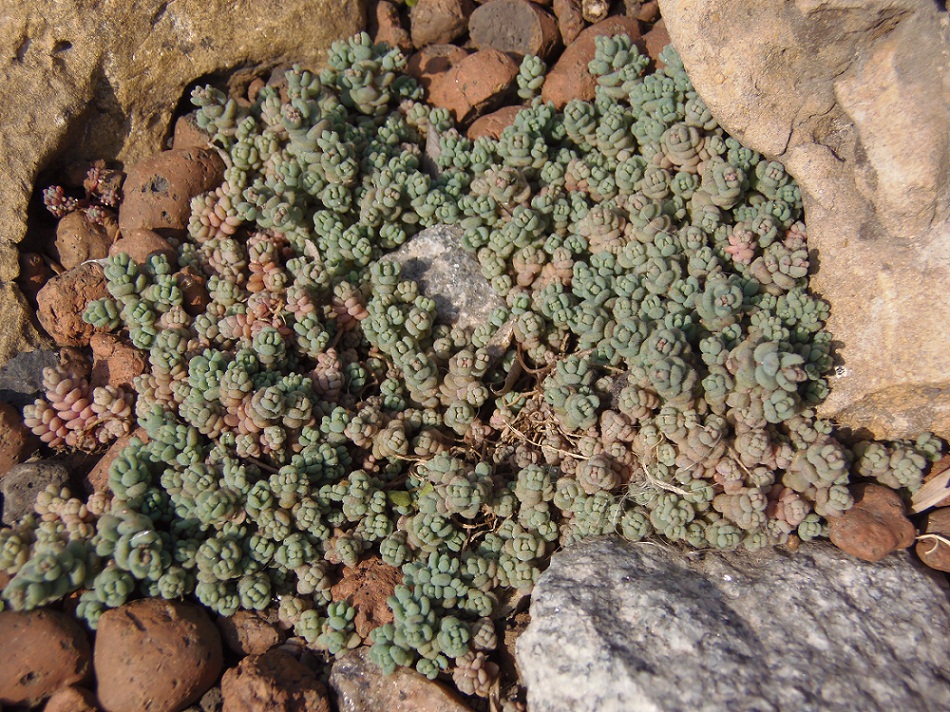 Image of Sedum dasyphyllum specimen.