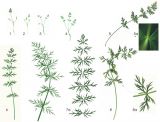 Image of taxon representative. Author is Сергей Наумов