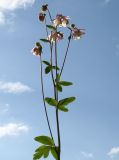 Aquilegia vulgaris. Верхушка цветущего растения. Германия, г. Кемпен, на открытом балконе. 09.05.2013.