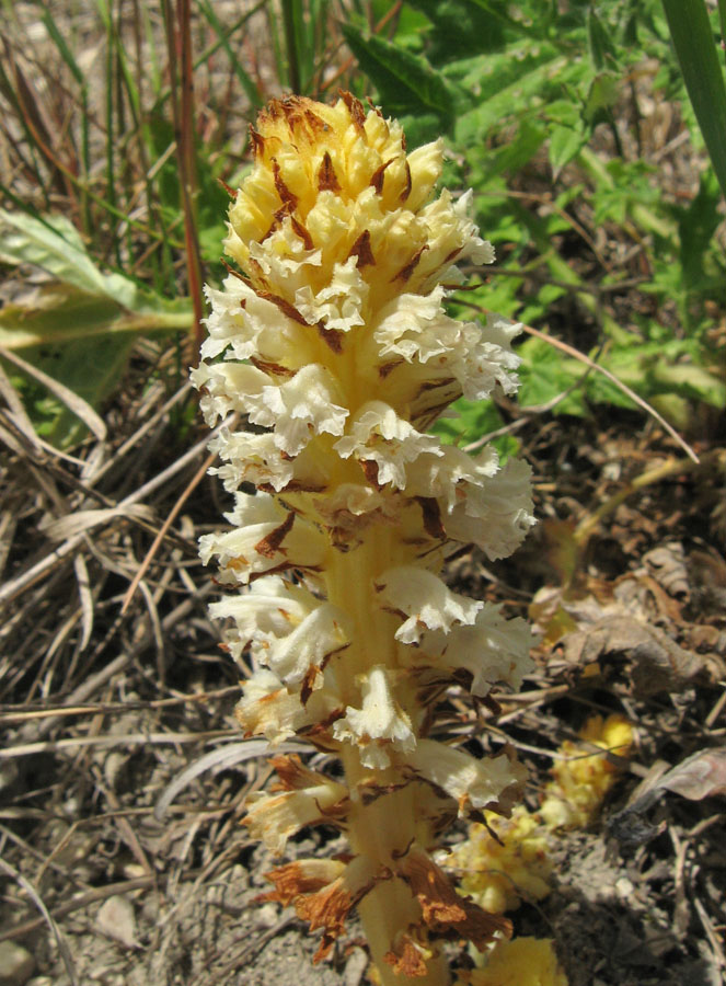 Image of Orobanche minor specimen.