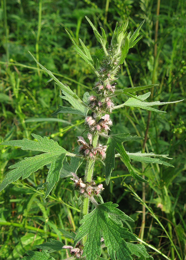 Изображение особи Leonurus quinquelobatus.