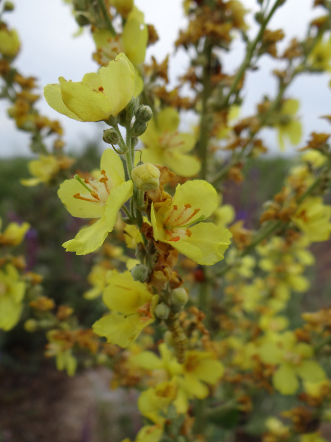 Изображение особи Verbascum lychnitis.