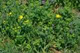 Senecio vernalis