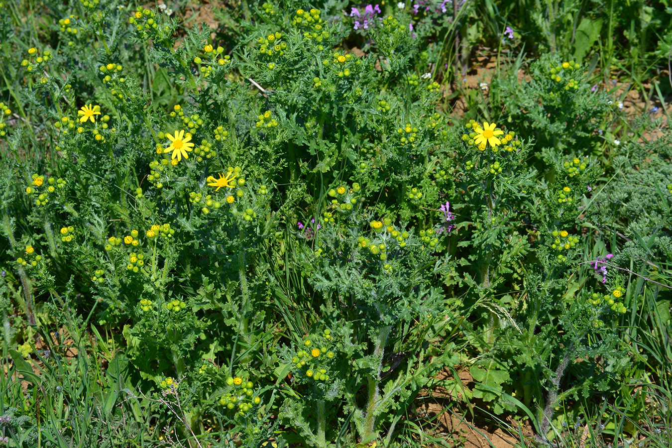 Image of Senecio vernalis specimen.