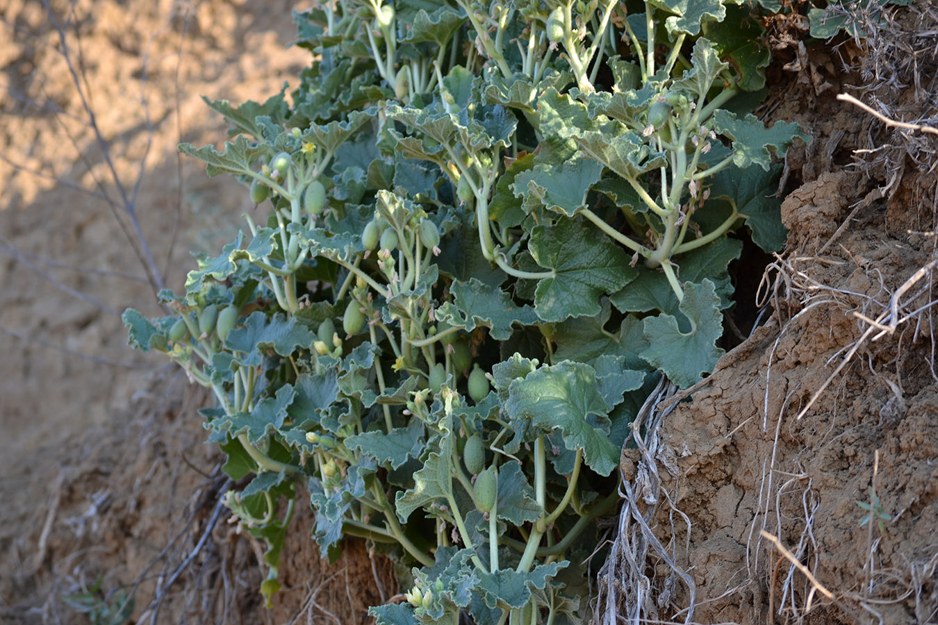 Image of Ecballium elaterium specimen.