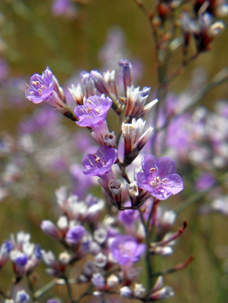 Image of Limonium bungei specimen.