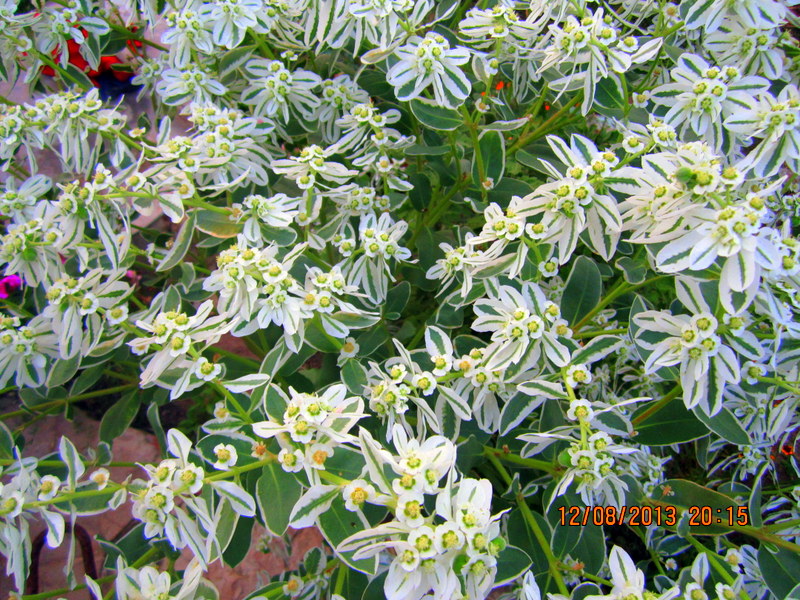 Image of Euphorbia marginata specimen.