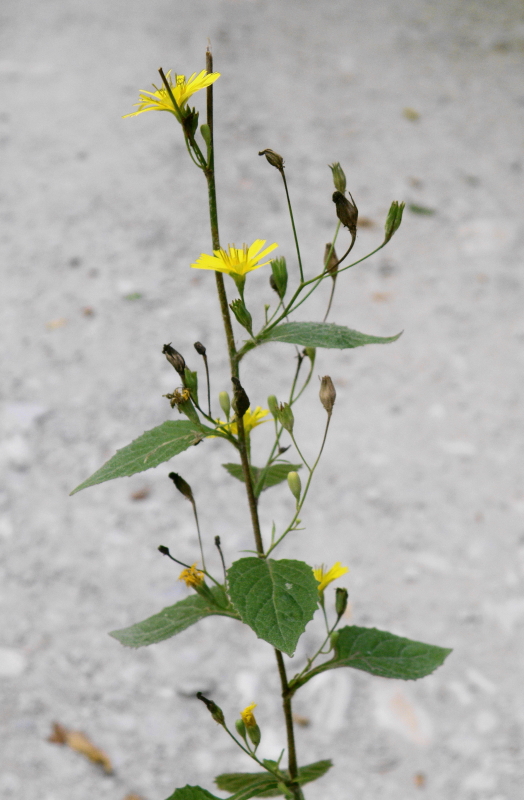 Image of Lapsana intermedia specimen.