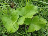 Ligularia sibirica