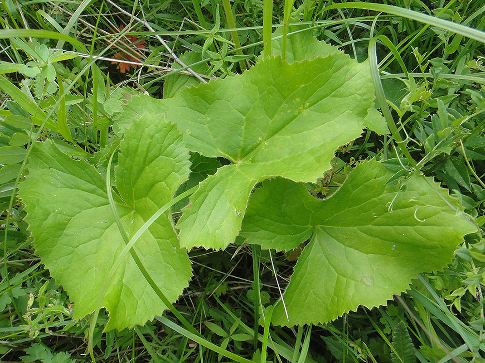 Image of Ligularia sibirica specimen.