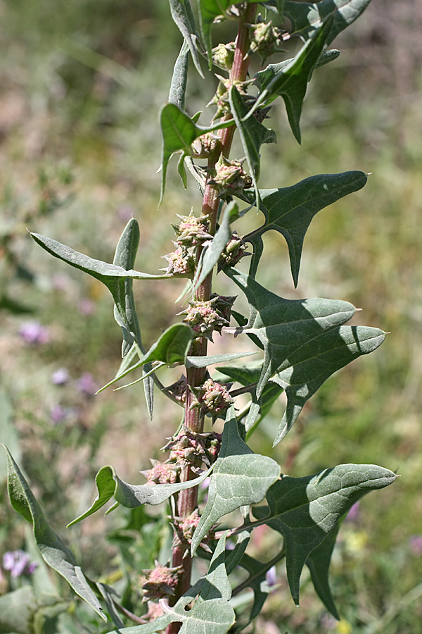 Изображение особи Spinacia turkestanica.