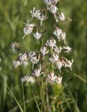 Silene nutans. Соцветие. Новосибирская область. 21.06.2009.