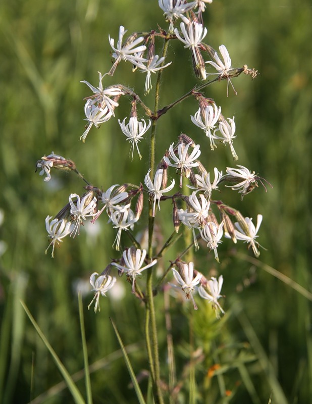 Изображение особи Silene nutans.