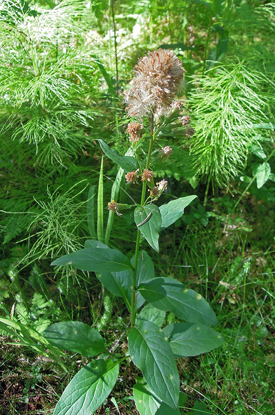 Image of Solidago virgaurea ssp. lapponica specimen.