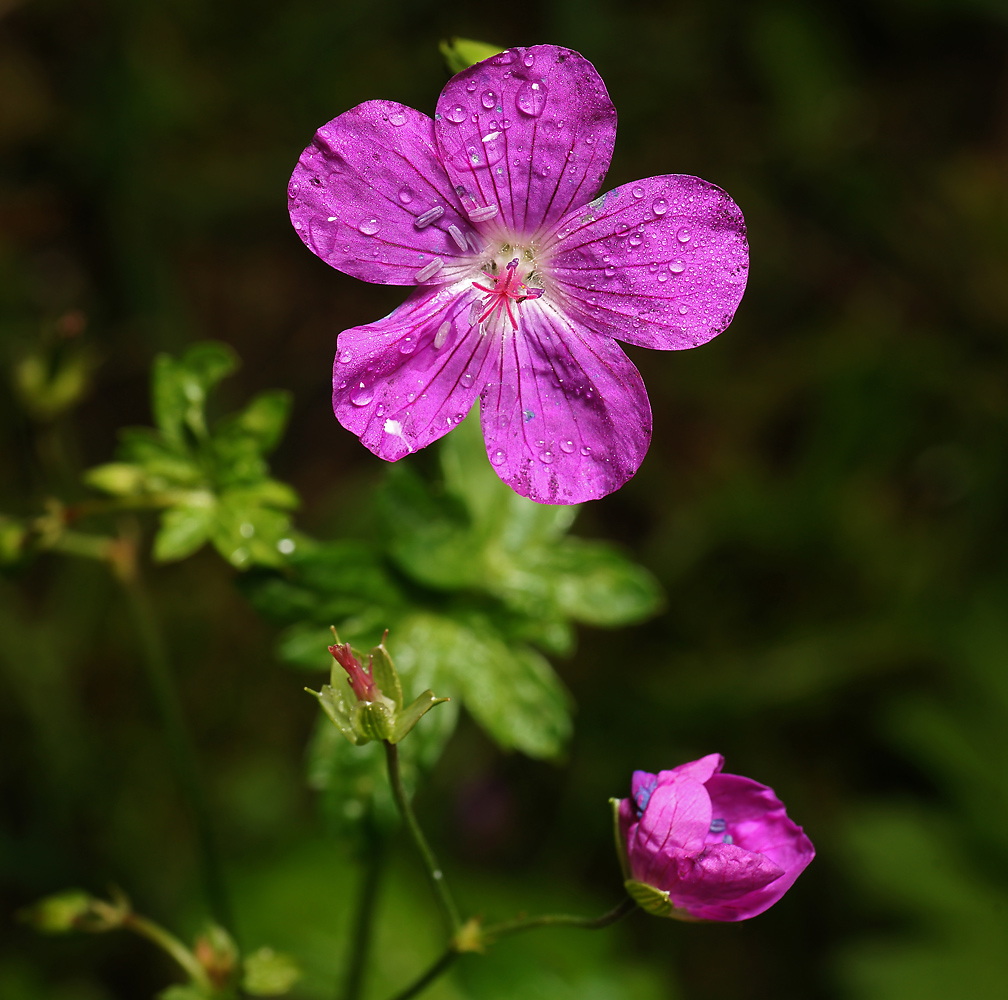 Изображение особи Geranium palustre.