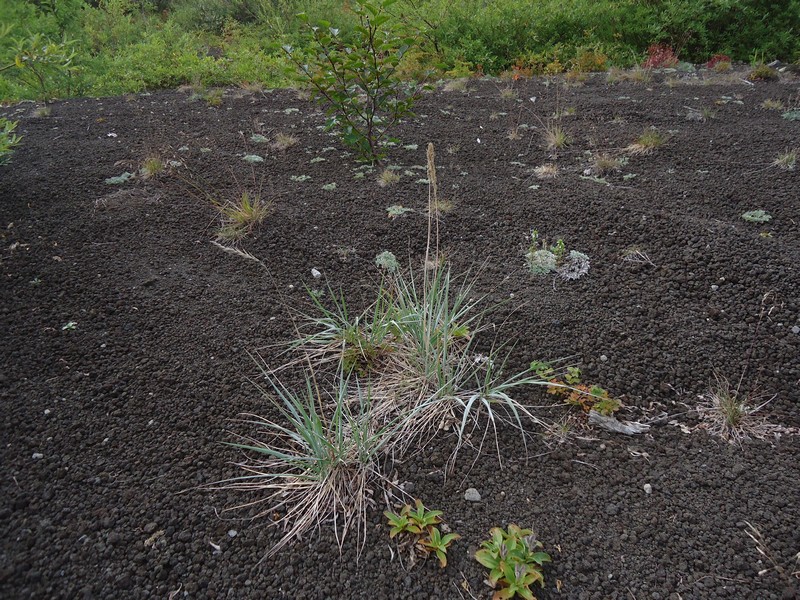 Изображение особи Trisetum molle.