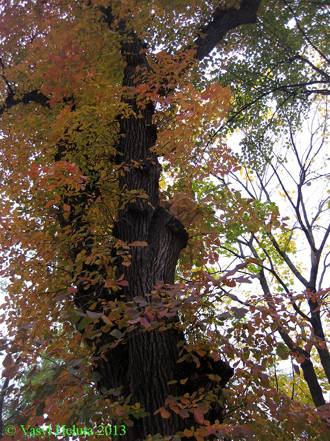 Image of genus Ulmus specimen.