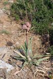 Eremurus lactiflorus. Плодоносящее растение. Южный Казахстан, горы Каракус, плато, ~1000 м н.у.м. 16.05.2013.