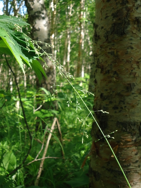 Image of Milium effusum specimen.