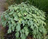 Paeonia suffruticosa. Вегетирующее растение ('Fujizomo-goromo'). Германия, г. Дюссельдорф, Ботанический сад университета. 14.08.2013.