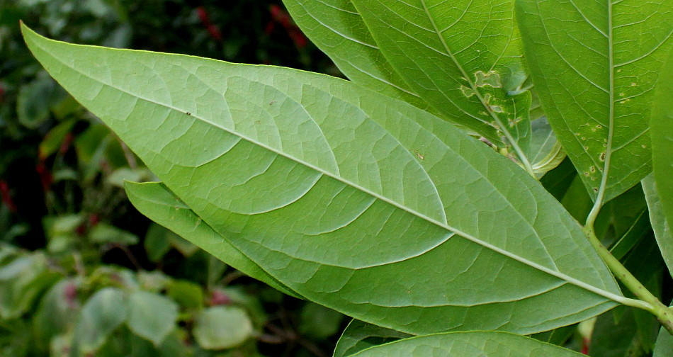 Image of Chimonanthus praecox specimen.