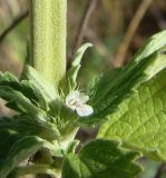 Chaiturus marrubiastrum