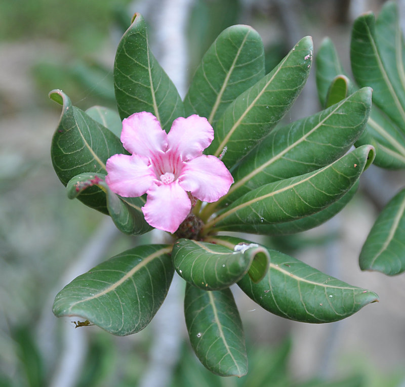 Изображение особи Adenium obesum ssp. socotranum.