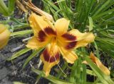 Hemerocallis × hybrida