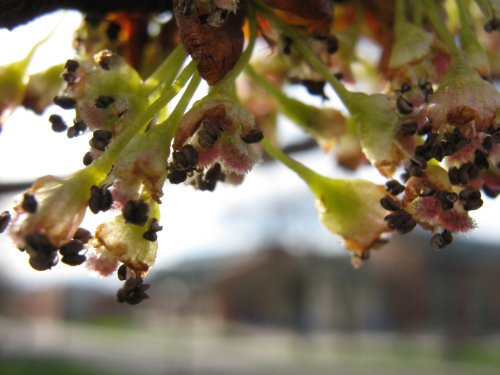 Image of genus Ulmus specimen.