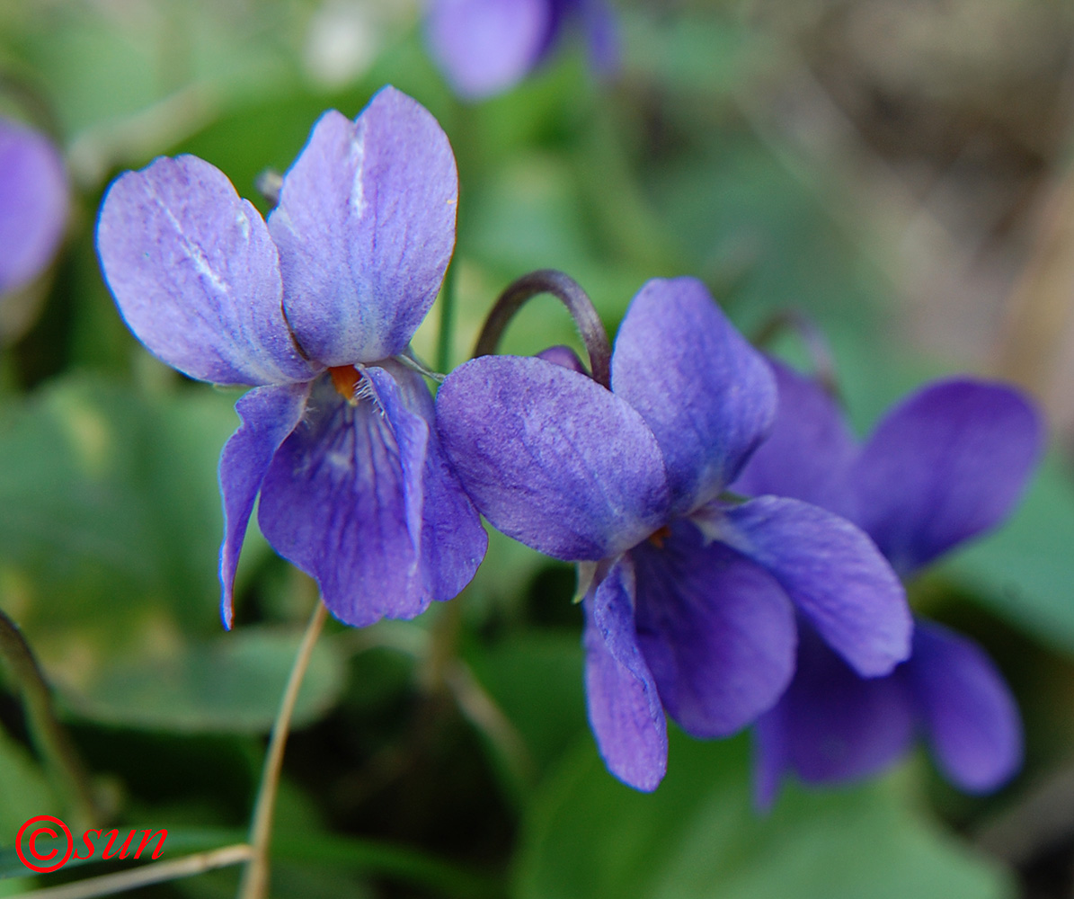 Изображение особи Viola ambigua.