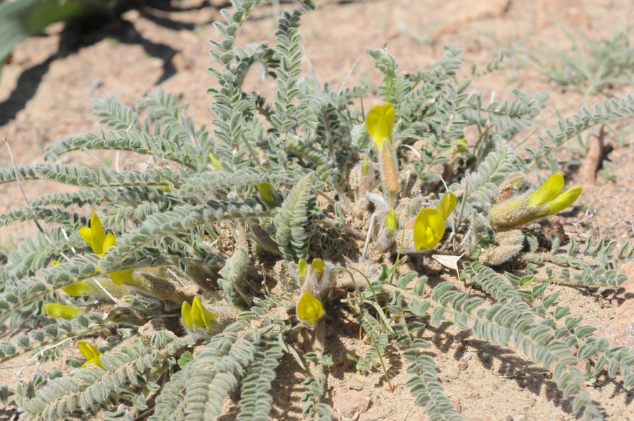Image of Astragalus balchaschensis specimen.