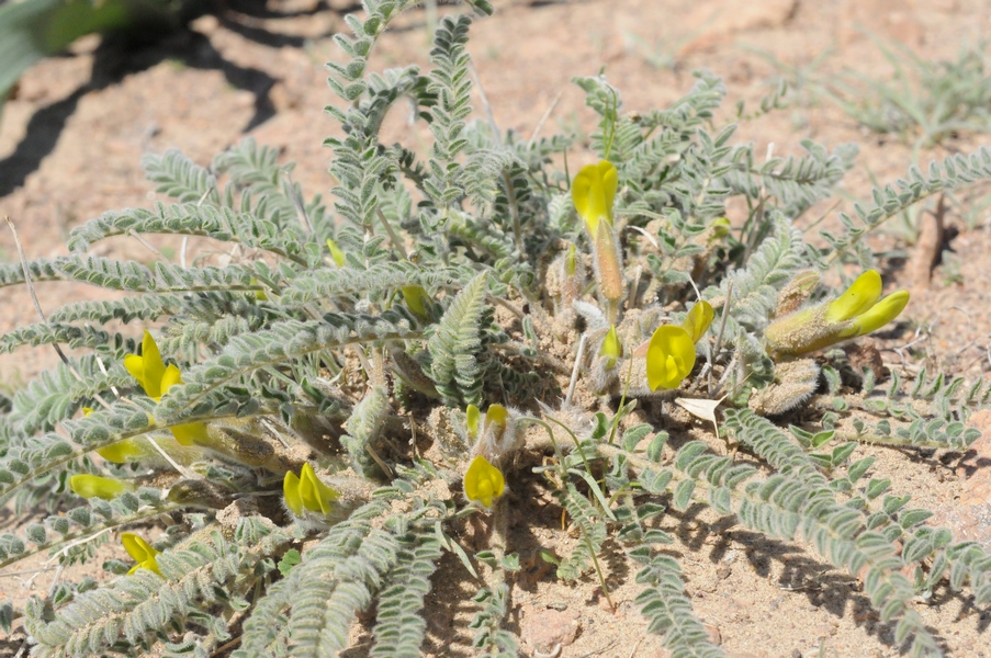 Изображение особи Astragalus balchaschensis.