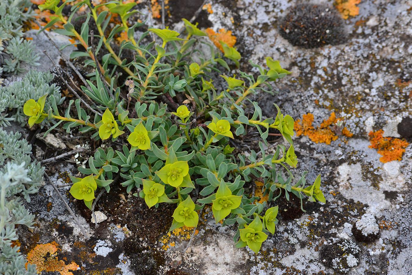 Изображение особи Euphorbia petrophila.