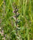 Odontites vulgaris